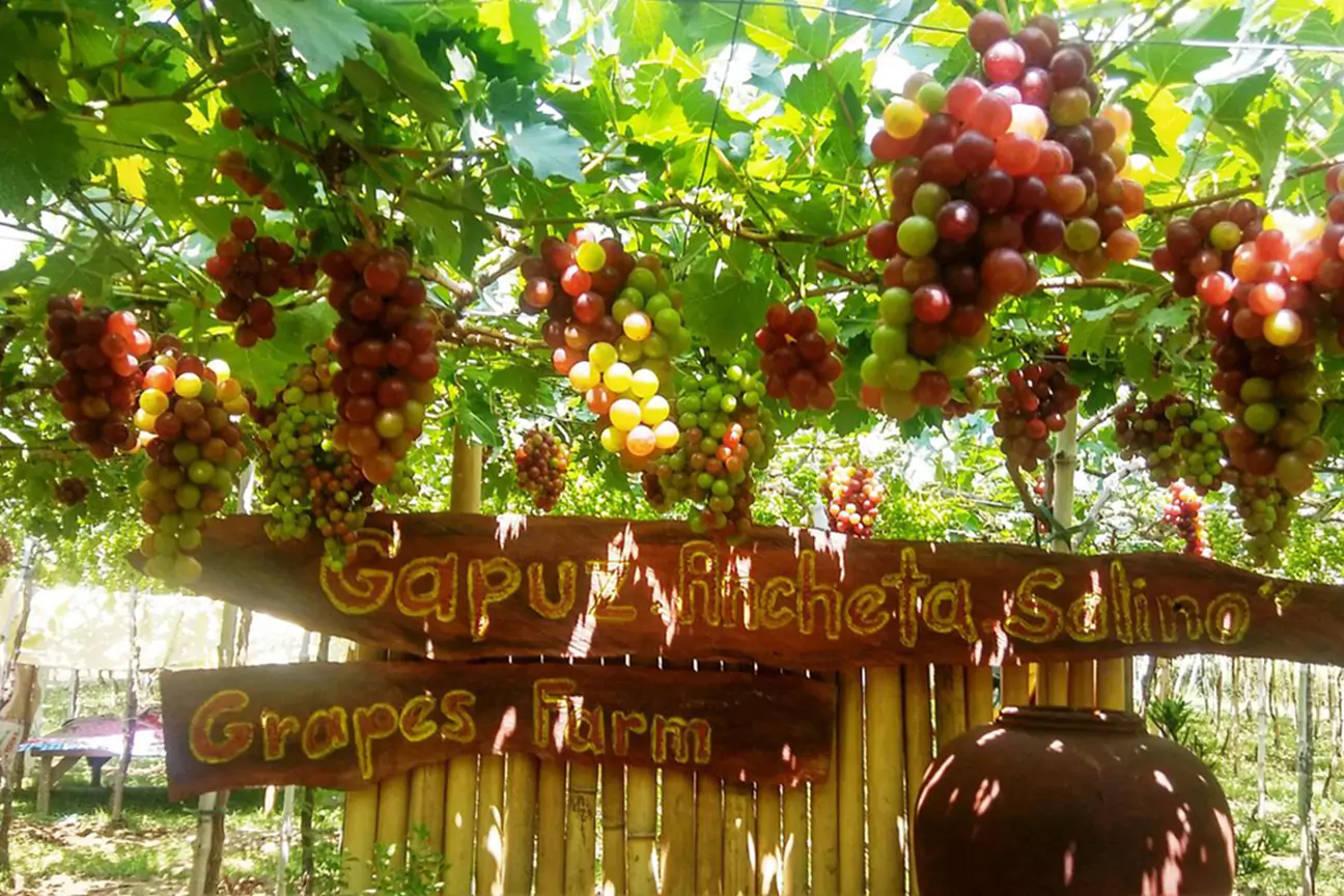 grapes-farms